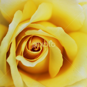 Rose......A symbol of LOVE...!!! by Rittik Das - Novices Only Flowers & Plants