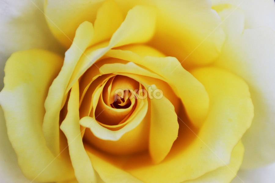 Rose......A symbol of LOVE...!!! by Rittik Das - Novices Only Flowers & Plants