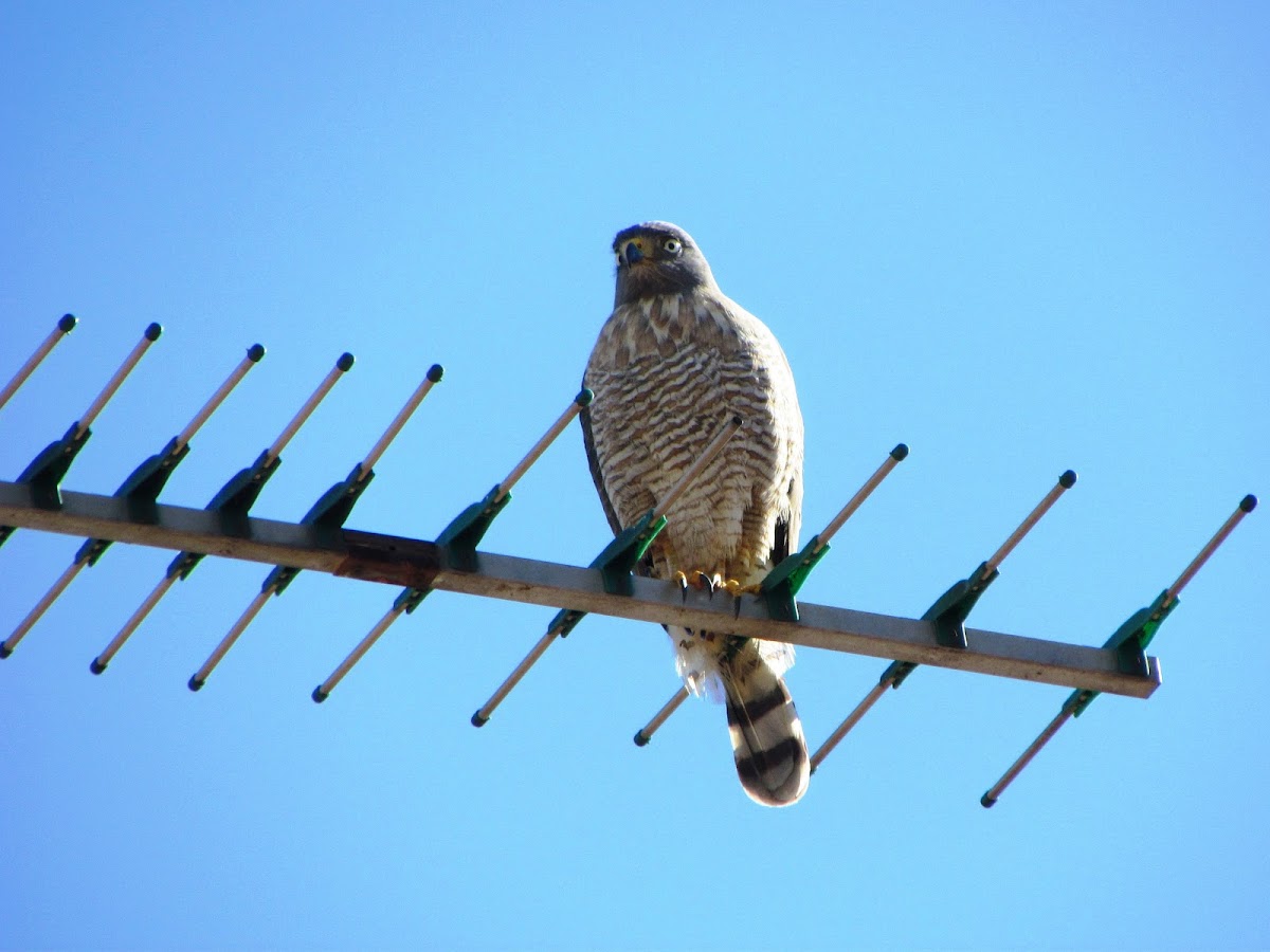 Roadside Hawk