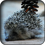 Cover Image of Download Hedgehog wallpapers 60 APK