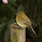 Yellowish Flycatcher