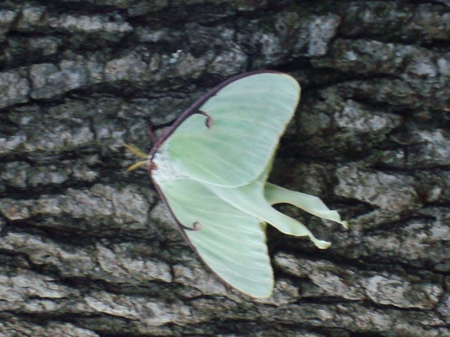 Luna Moth