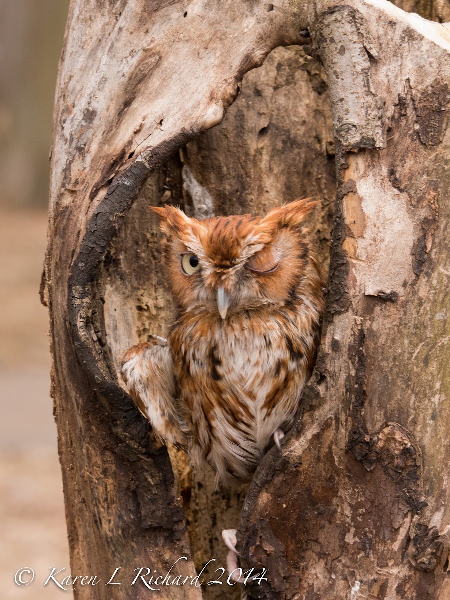 Eastern screech owl (red morph)