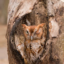 Eastern screech owl (red morph)