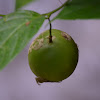 Granadilla silvestre. Wild Passion fruit