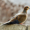 mourning dove