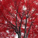 Autumn Trees Wallpapers logo