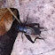 Common Black Cricket