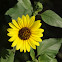 Common Sunflower