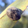 Gum nut leaf beetle