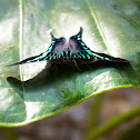 Urania Swallowtail Moth