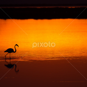 Loneliness in Camargue by Federico Lenzi - Landscapes Sunsets & Sunrises