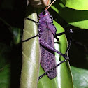 Langosta (grasshopper)