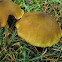 Honey fungus