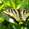 Eastern Tiger Swallowtail Buttefly