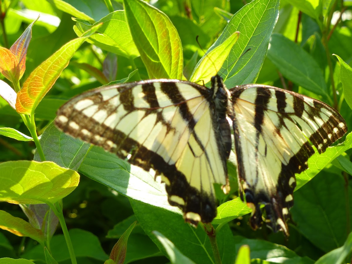 Eastern Tiger Swallowtail Buttefly