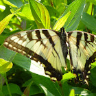 Eastern Tiger Swallowtail Buttefly