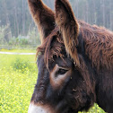 Miranda Donkey