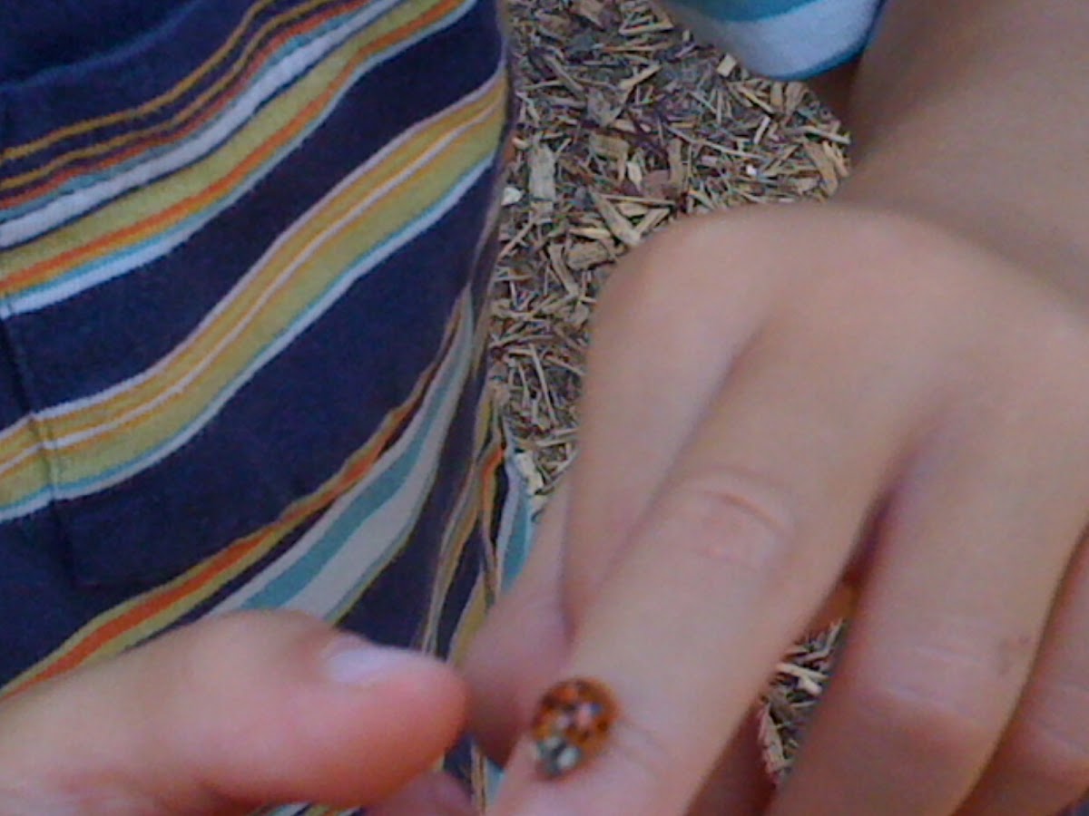 asian beetle- asian ladybug