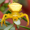Yellow Crab Spider