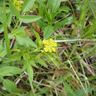 apiaceae