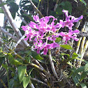 Bunga Anggrek (Orchid)