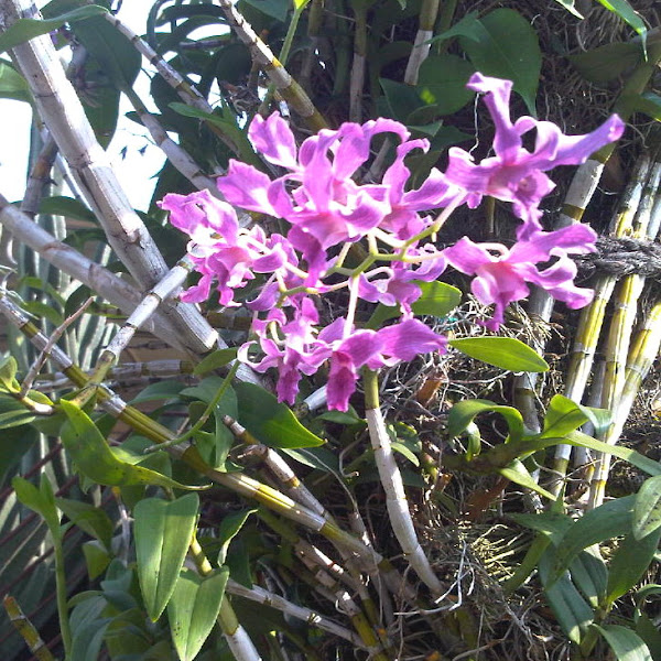  Bunga Anggrek Orchid  Project Noah