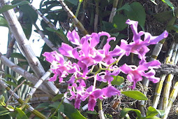 The World\u002639;s Best Photos of anggrek and flower Flickr Hive Mind