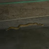 Western dimonadback rattlesnake