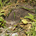 Algerian Hedgehog