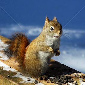 by Christiane Ouellet - Animals Other Mammals