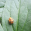 Harlequin Ladybug (Pupa)