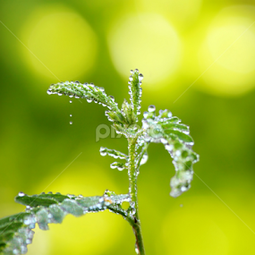 A little tree in Bangladesh by Evan Ahmed - Nature Up Close Trees & Bushes