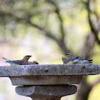 Cedar Waxwing