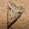 Snout-nosed Moth