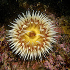 Rose Anemone