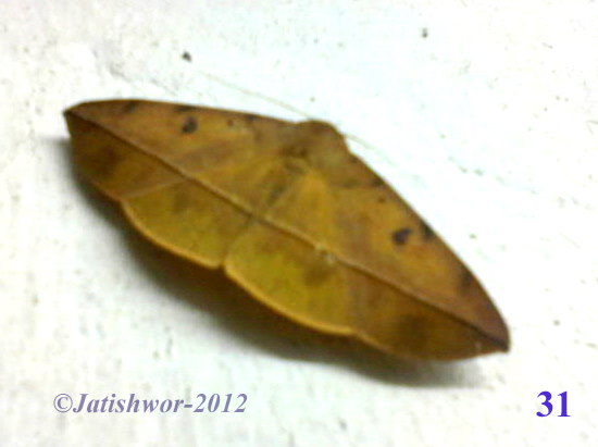Maple Spanworm