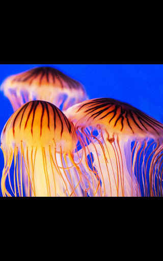 G3 Jelly Fish Live Wallpaper