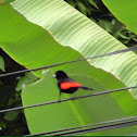 Cherrie's tanager