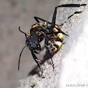 Aggressive Ant Posturing