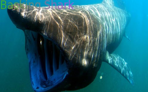 Sharks of the World 1 FREE - náhled