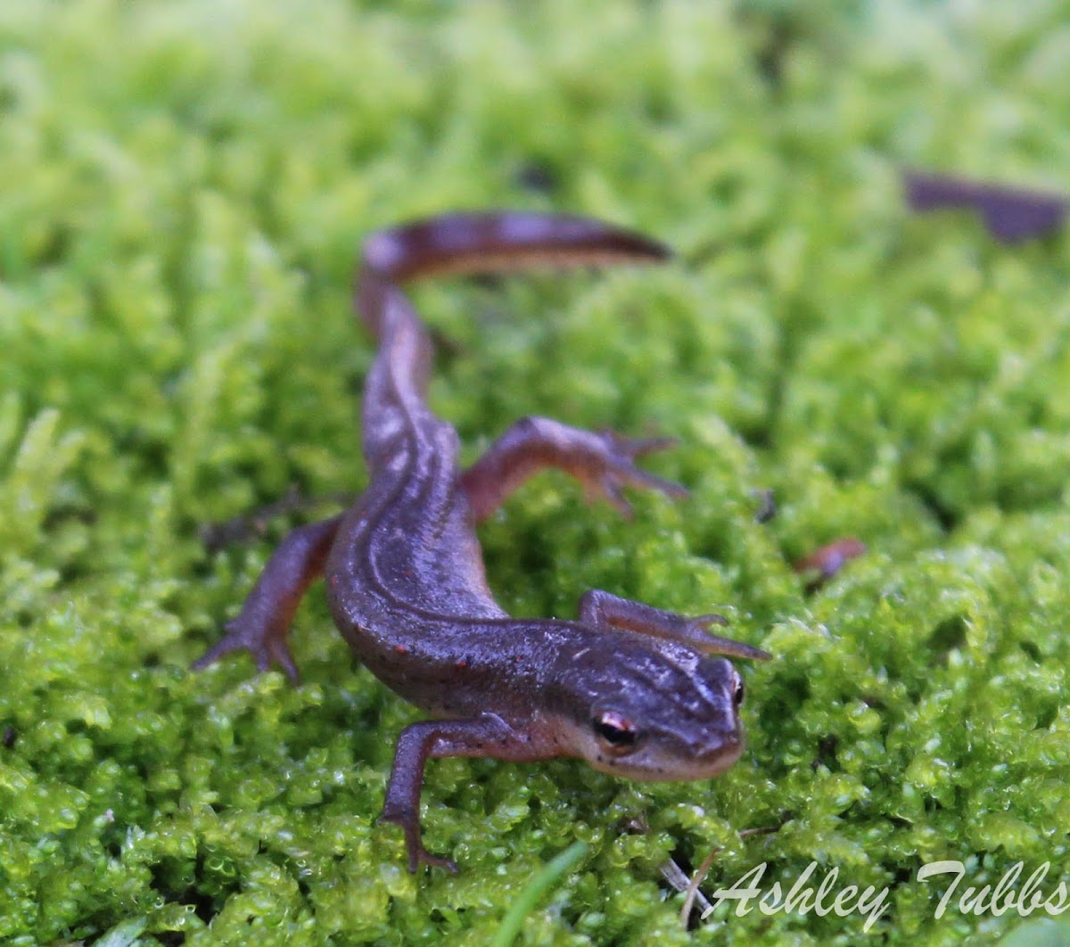 Eastern Newt