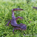 Eastern Newt