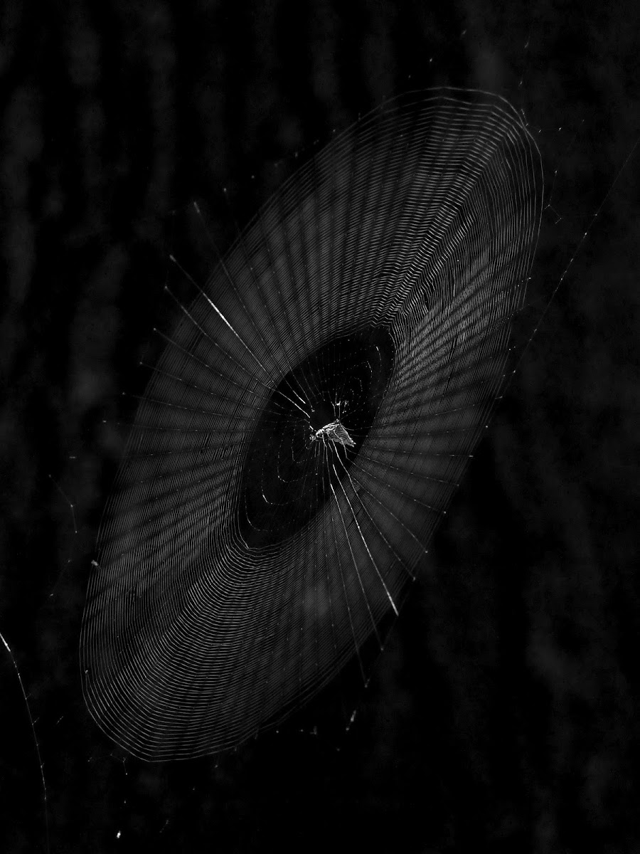 Orb weaver in its web
