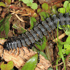 Millipede