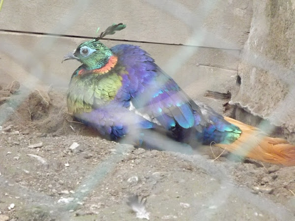 Himalayan Monal | Project Noah