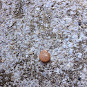 Snails shell