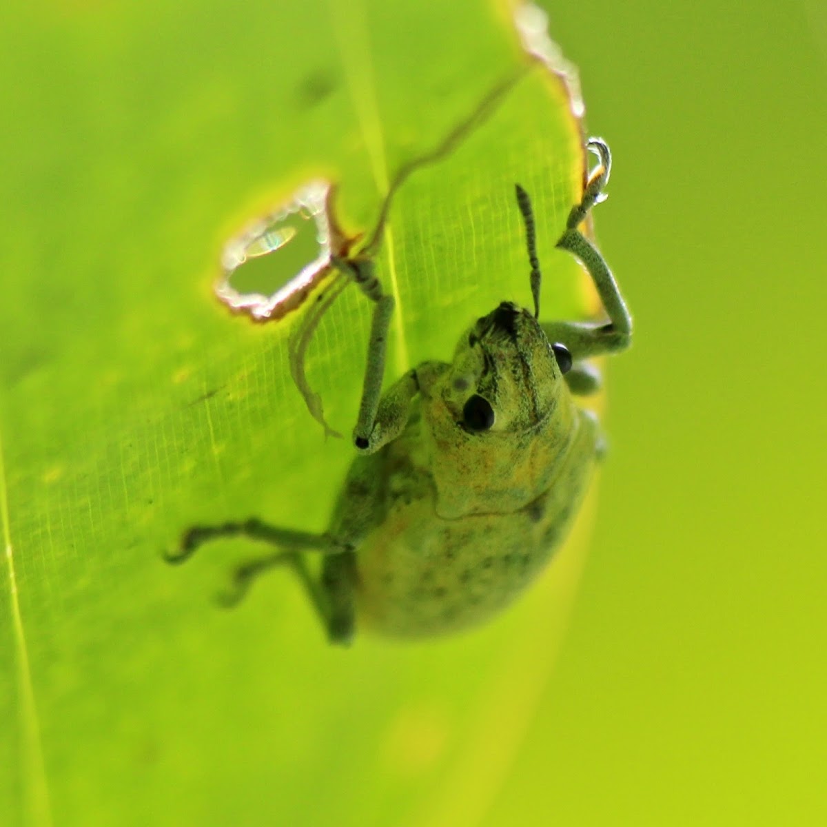 Green Weevil