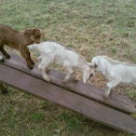 Kiko goats