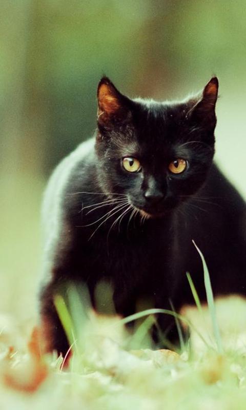 Black Cat Wallpaper for Android
